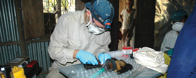 REST EASY: Epstein takes a blood sample from an anesthetized Indian flying fox. Hundreds of bats are tested to find the handful shedding virus.